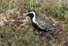 Pacific Golden-Plover